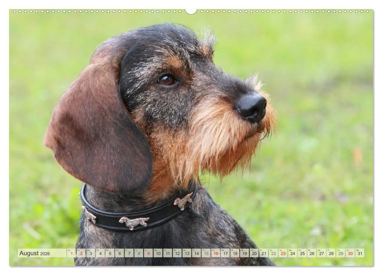 Bild: 9783516112238 | Liebenswerte Rabauken Rauhaardackel / CH-Version (hochwertiger...