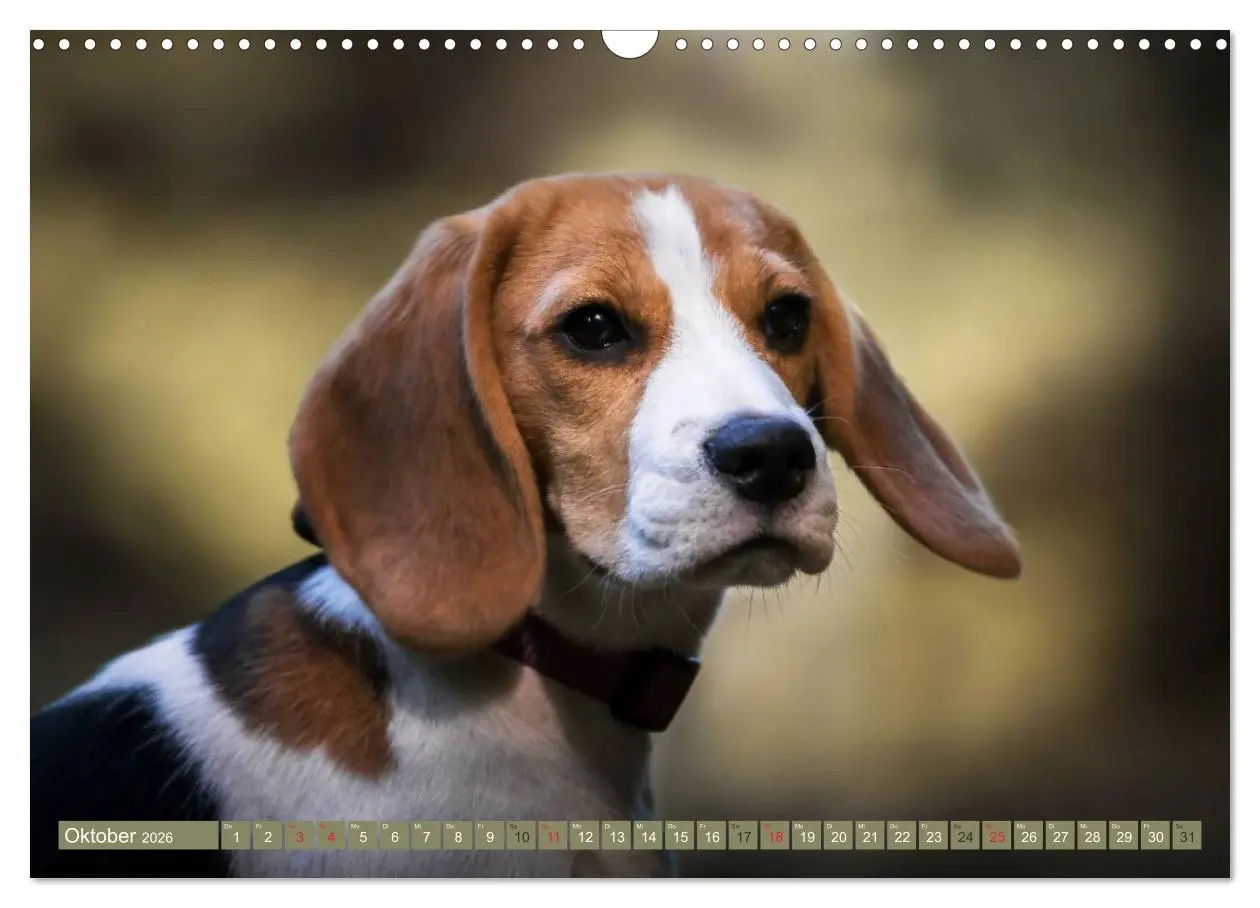 Bild: 9783516032338 | Beaglebabys auf Entdeckungstour (Wandkalender 2026 DIN A3 quer),...