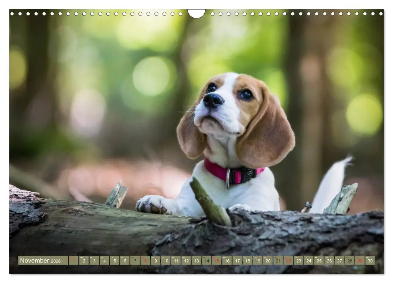 Bild: 9783516032338 | Beaglebabys auf Entdeckungstour (Wandkalender 2026 DIN A3 quer),...