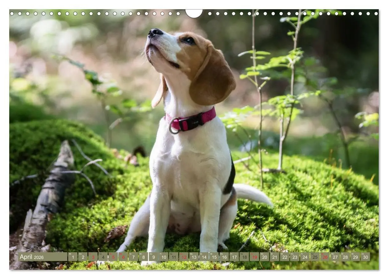 Bild: 9783516032338 | Beaglebabys auf Entdeckungstour (Wandkalender 2026 DIN A3 quer),...