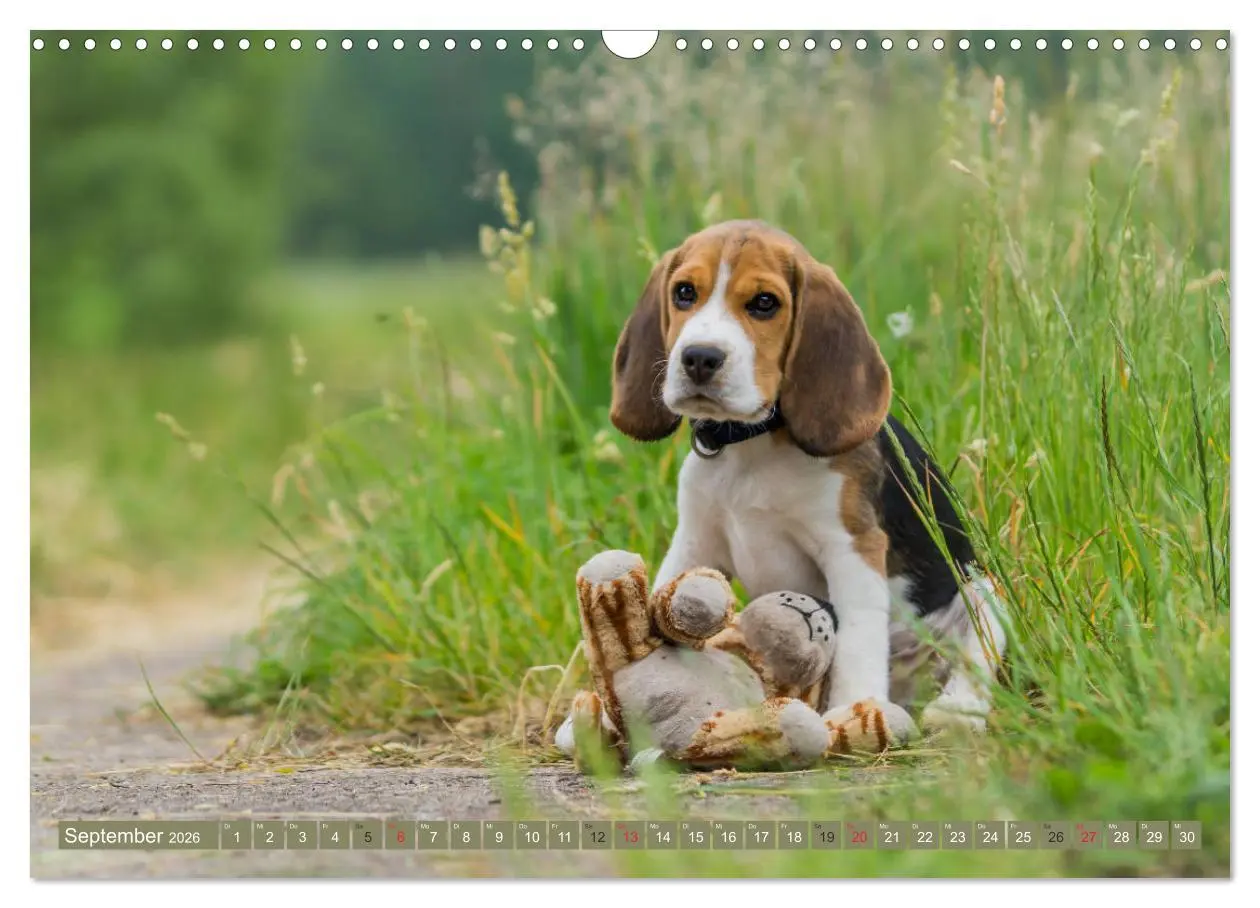 Bild: 9783516032338 | Beaglebabys auf Entdeckungstour (Wandkalender 2026 DIN A3 quer),...