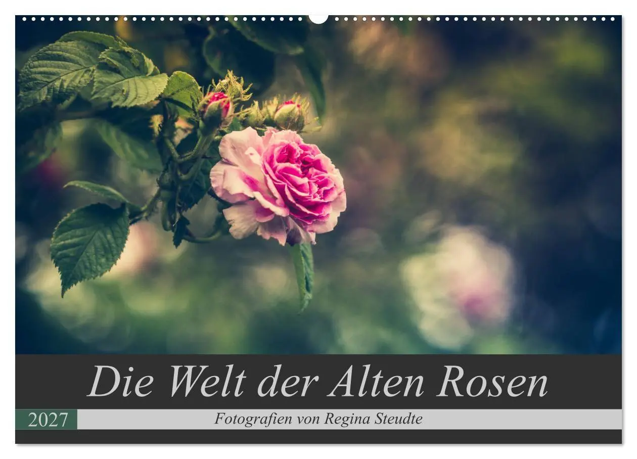 Cover: 9783569812338 | Die Welt der Alten Rosen (Wandkalender 2027 DIN A2 quer), CALVENDO...