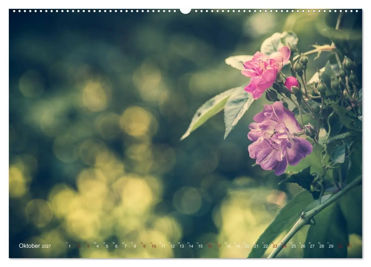Bild: 9783569812338 | Die Welt der Alten Rosen (Wandkalender 2027 DIN A2 quer), CALVENDO...