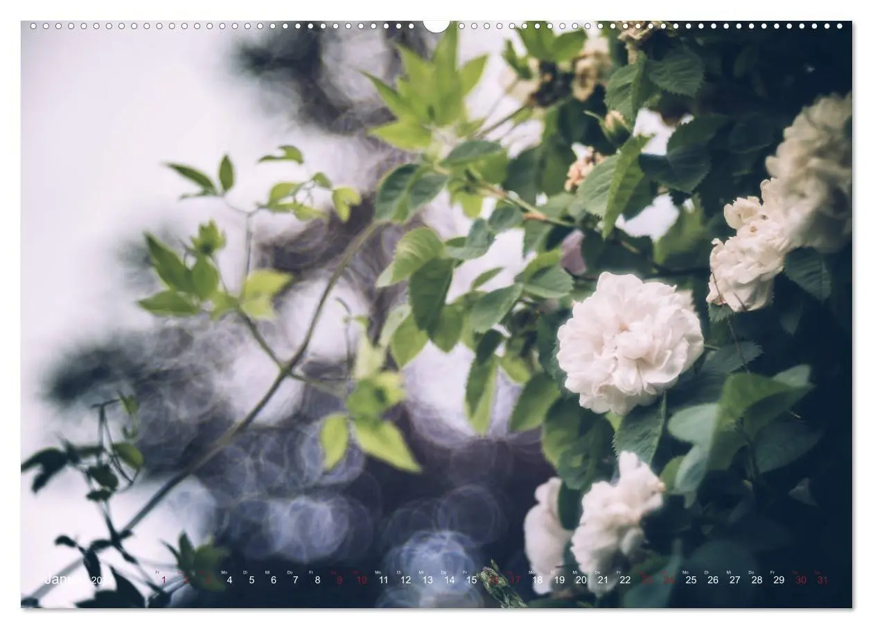 Bild: 9783569812338 | Die Welt der Alten Rosen (Wandkalender 2027 DIN A2 quer), CALVENDO...