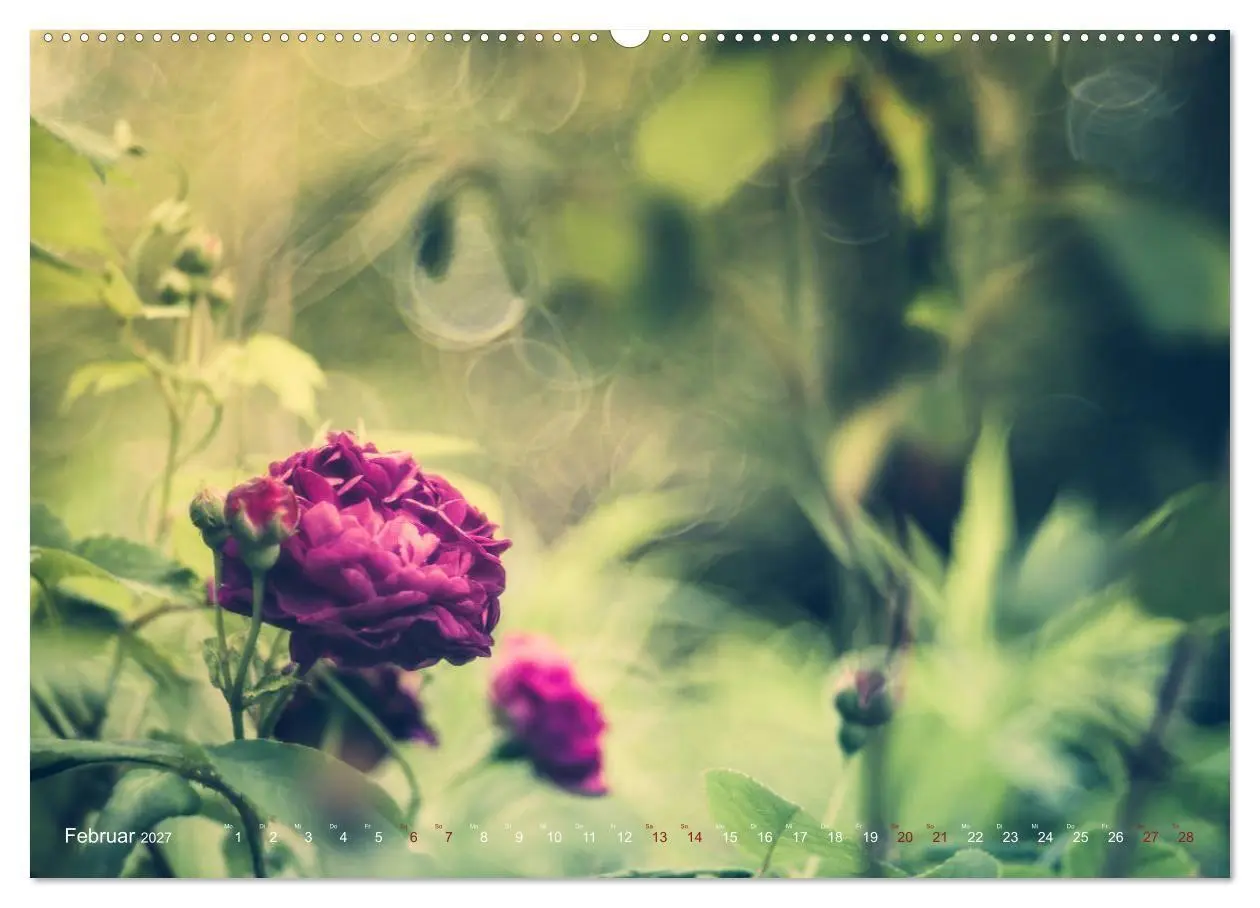 Bild: 9783569812338 | Die Welt der Alten Rosen (Wandkalender 2027 DIN A2 quer), CALVENDO...