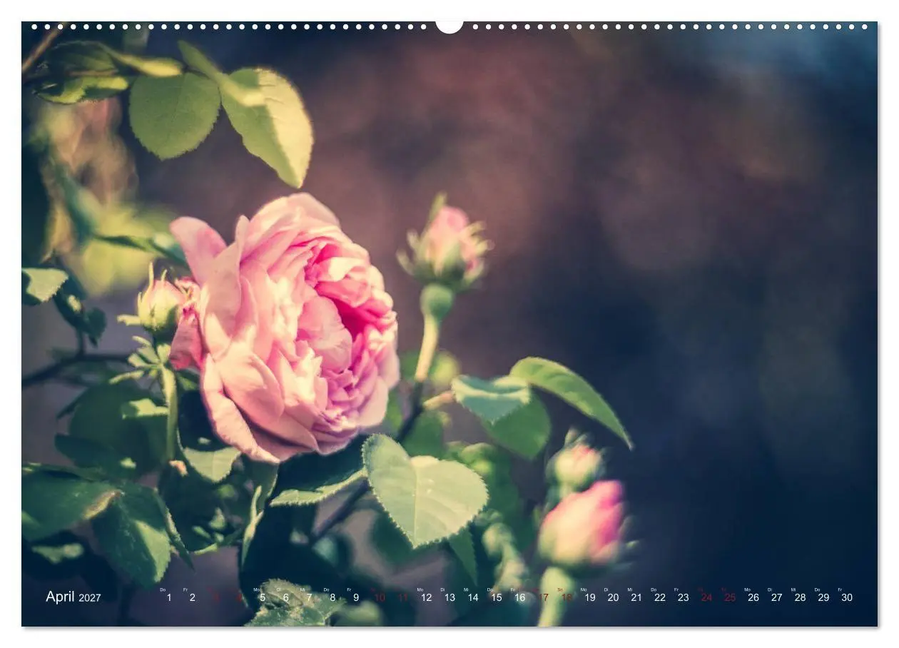 Bild: 9783569812338 | Die Welt der Alten Rosen (Wandkalender 2027 DIN A2 quer), CALVENDO...