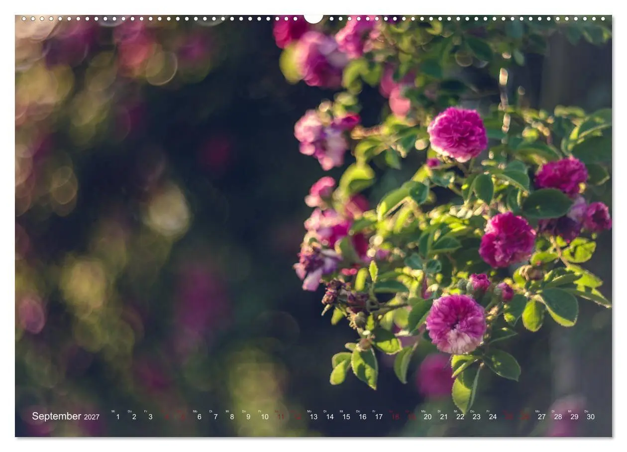 Bild: 9783569812338 | Die Welt der Alten Rosen (Wandkalender 2027 DIN A2 quer), CALVENDO...