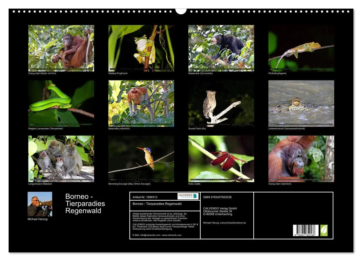 Bild: 9783457852538 | Borneo - Tierparadies Regenwald (Wandkalender 2026 DIN A2 quer),...