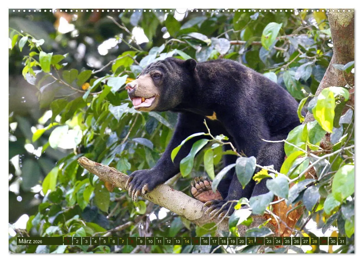 Bild: 9783457852538 | Borneo - Tierparadies Regenwald (Wandkalender 2026 DIN A2 quer),...
