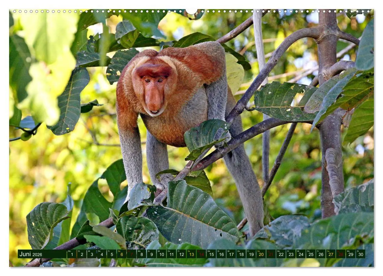 Bild: 9783457852538 | Borneo - Tierparadies Regenwald (Wandkalender 2026 DIN A2 quer),...