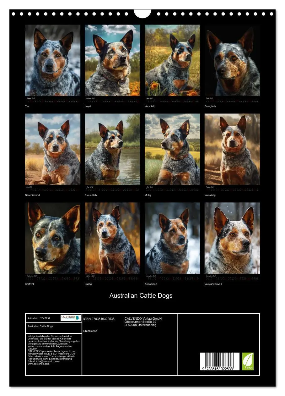 Bild: 9783516322538 | Australian Cattle Dogs (Wandkalender 2026 DIN A3 hoch), CALVENDO...