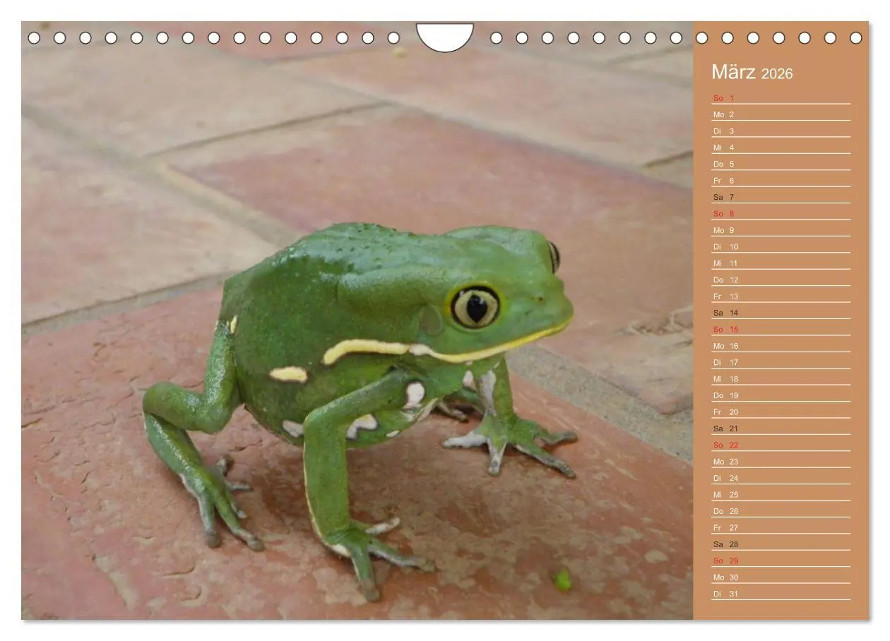 Bild: 9783516172638 | Bilder aus dem Chaco in Paraguay (Wandkalender 2026 DIN A4 quer),...