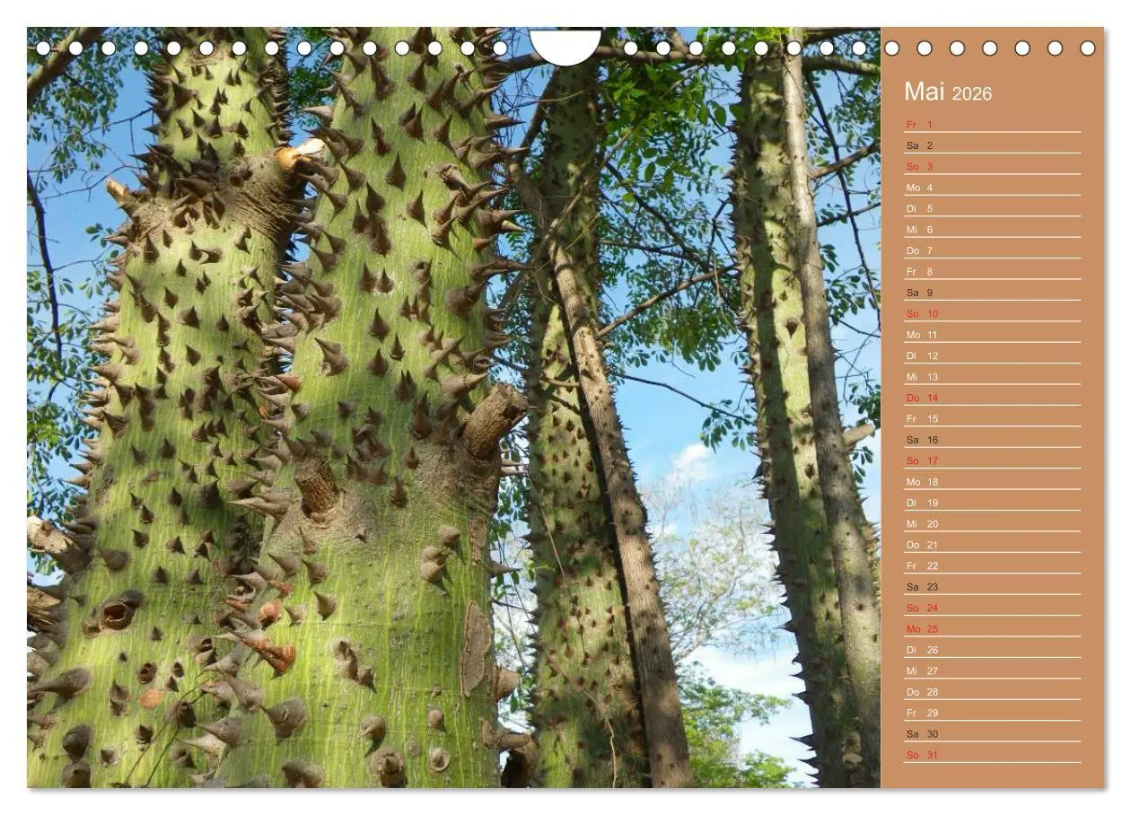 Bild: 9783516172638 | Bilder aus dem Chaco in Paraguay (Wandkalender 2026 DIN A4 quer),...