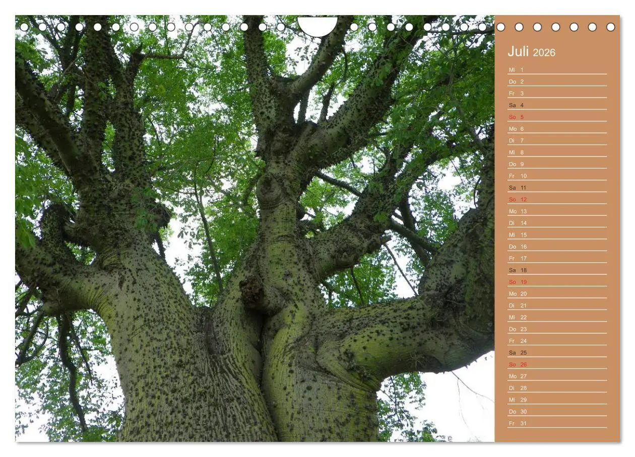 Bild: 9783516172638 | Bilder aus dem Chaco in Paraguay (Wandkalender 2026 DIN A4 quer),...