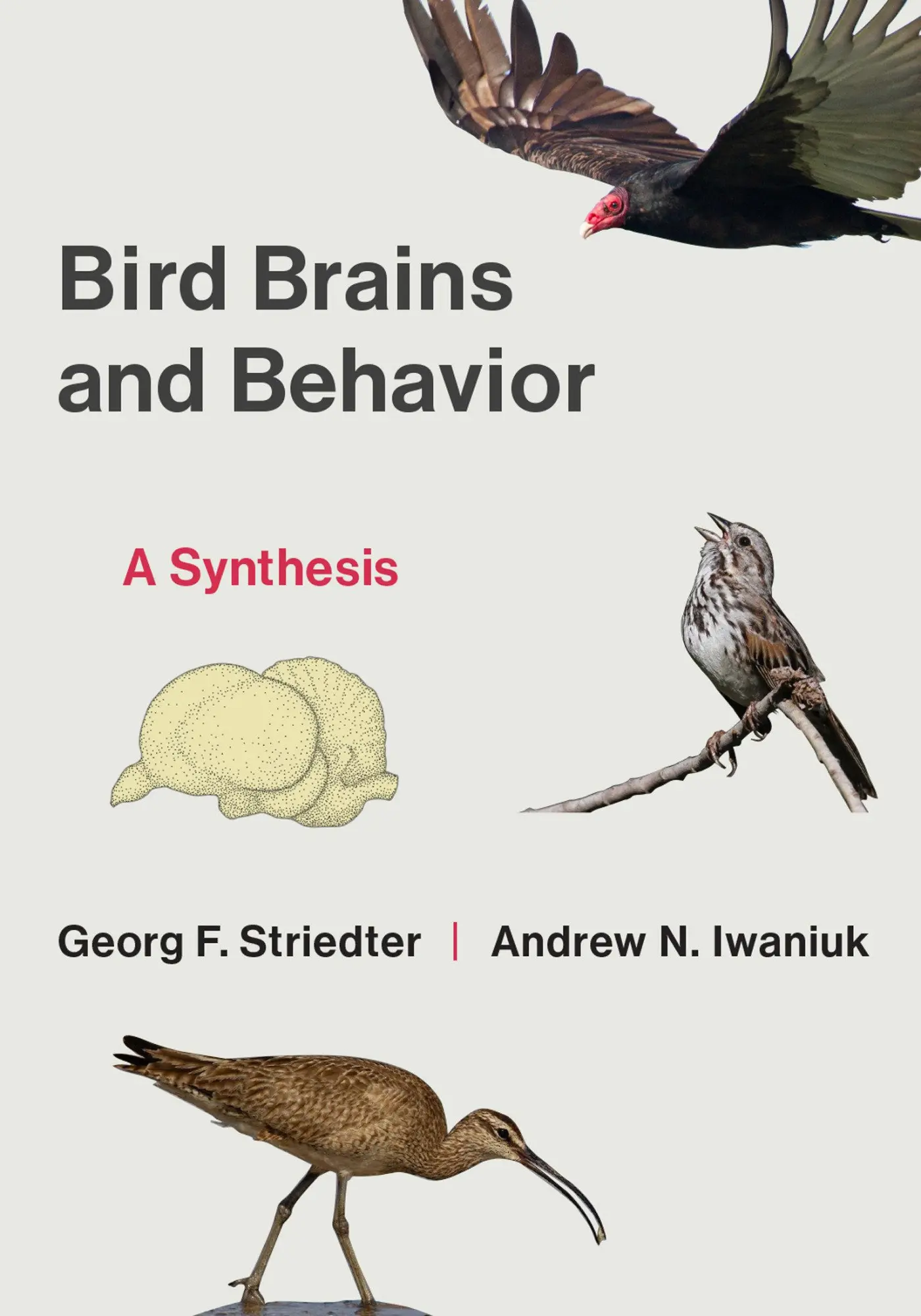 Cover: 9780262552738 | Bird Brains and Behavior | A Synthesis | Georg F. Striedter | Buch Cover: 9780262552738 | Bird Brains and Behavior | A Synthesis | Georg F. Striedter | Buch