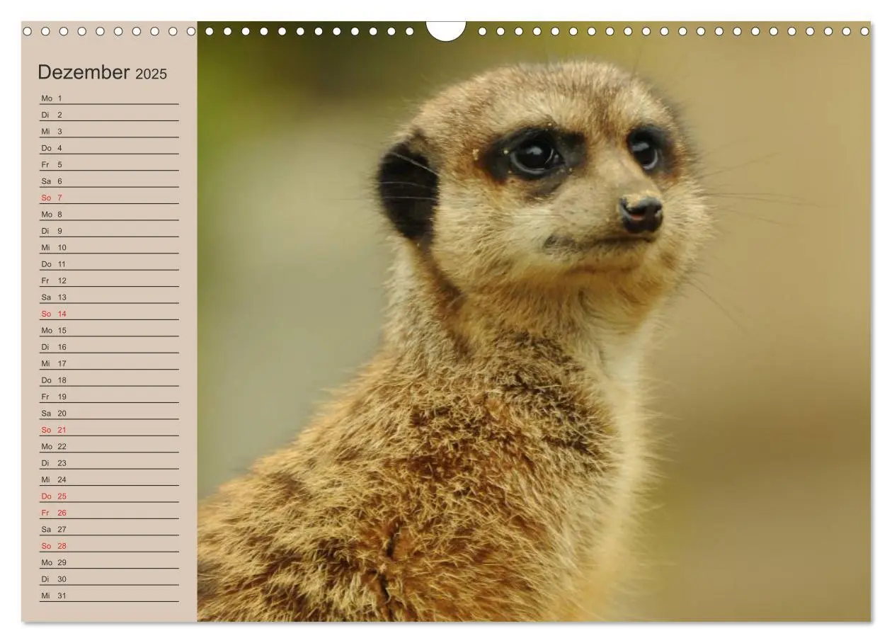 Bild: 9783435672738 | Erdmännchen (Wandkalender 2025 DIN A3 quer), CALVENDO Monatskalender