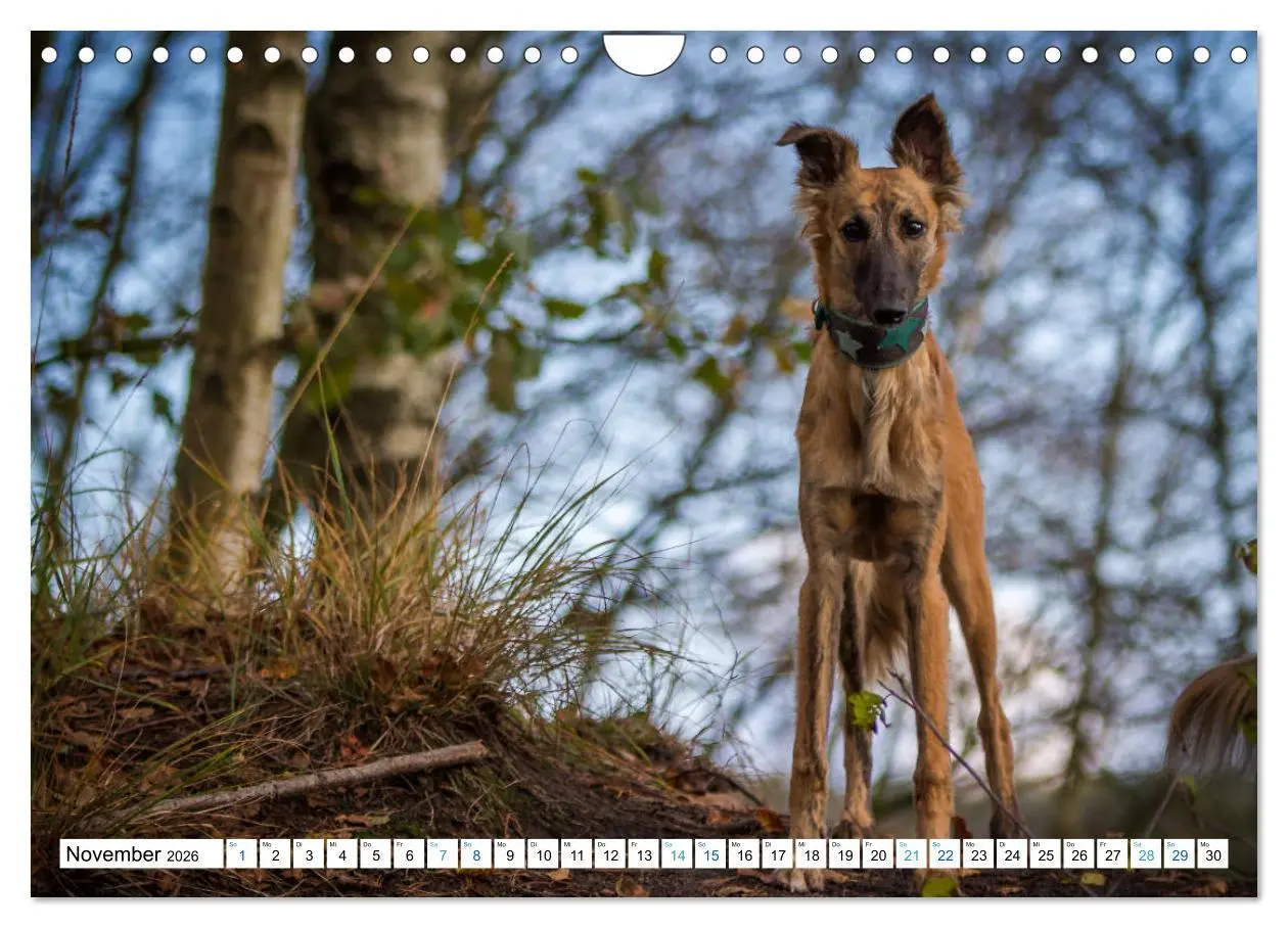 Bild: 9783457752838 | Silken Windsprites - Seidige Windelfen (Wandkalender 2026 DIN A4...