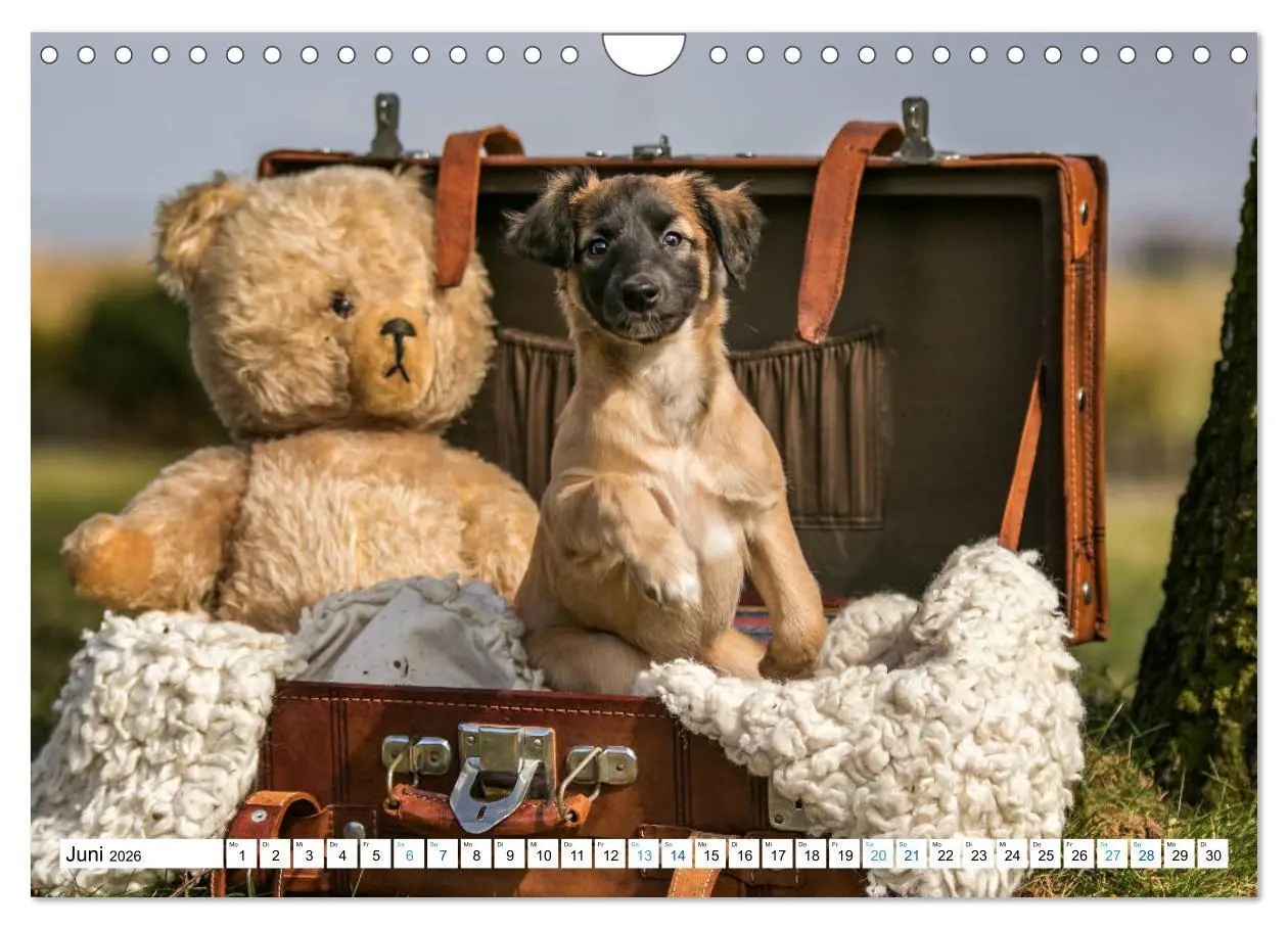 Bild: 9783457752838 | Silken Windsprites - Seidige Windelfen (Wandkalender 2026 DIN A4...