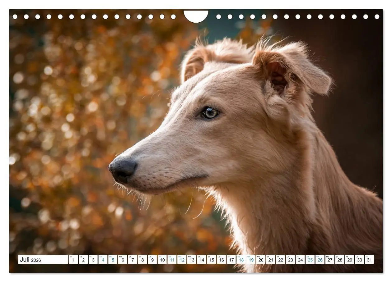 Bild: 9783457752838 | Silken Windsprites - Seidige Windelfen (Wandkalender 2026 DIN A4...