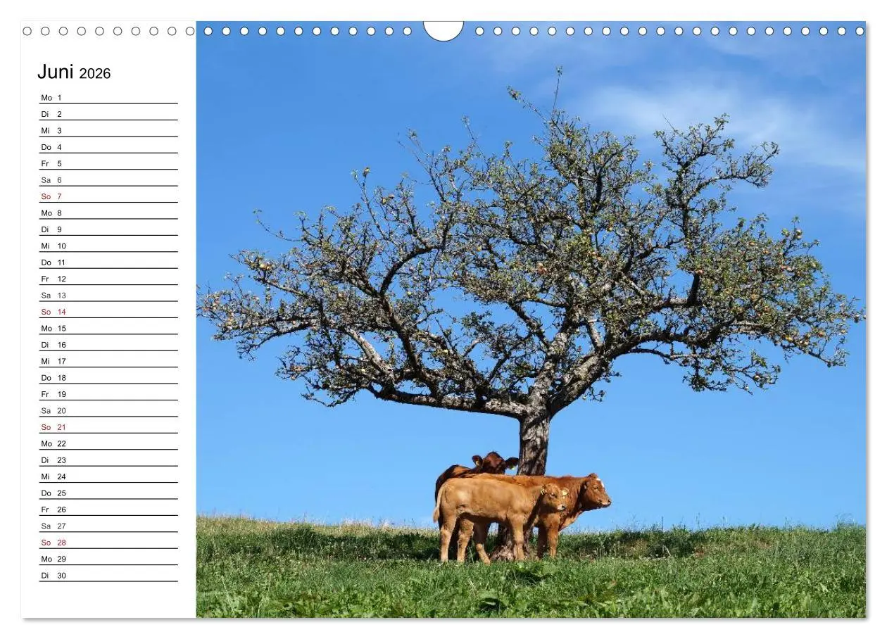 Bild: 9783457992838 | Südschwarzwald - Impressionen (Wandkalender 2026 DIN A3 quer),...
