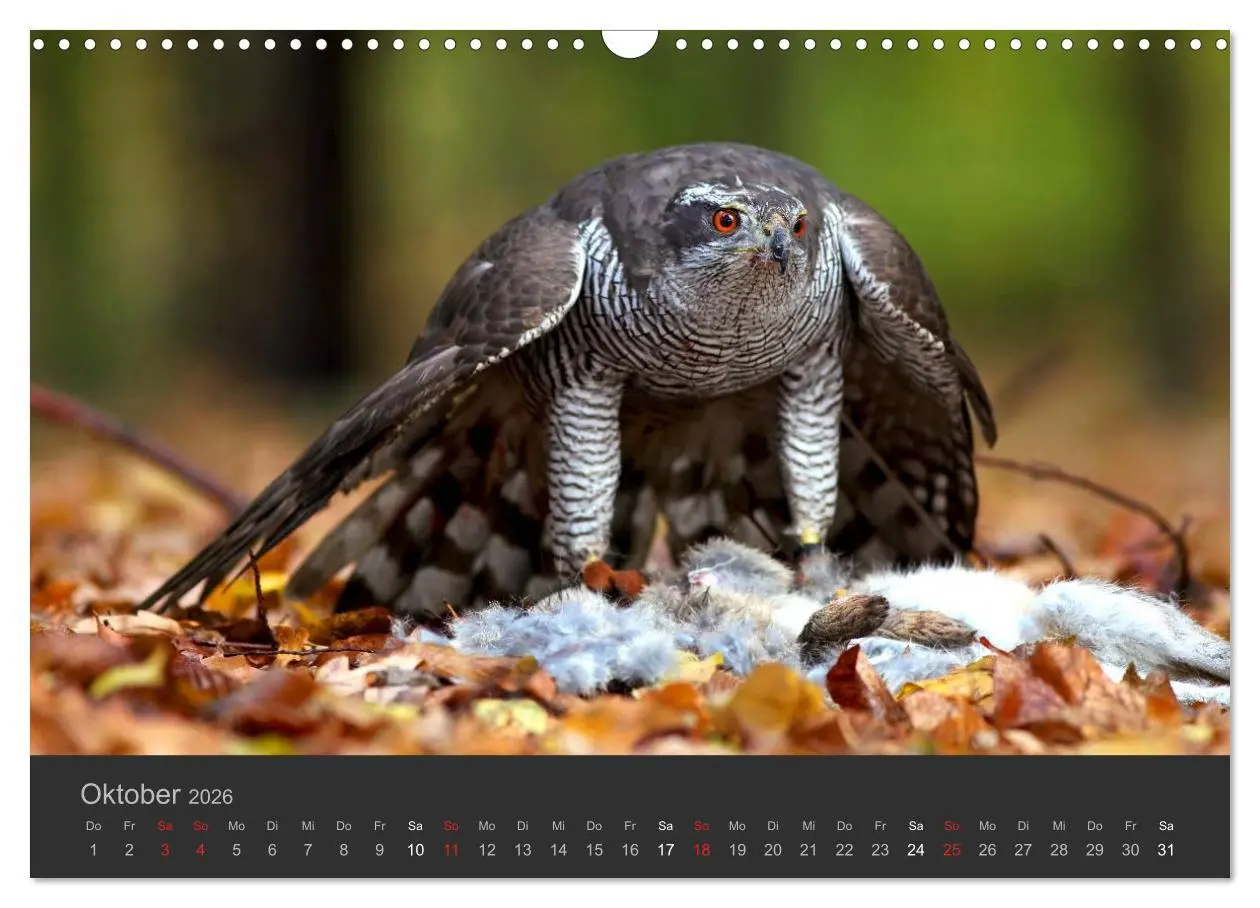 Bild: 9783516222838 | Die Beizjagd (Wandkalender 2026 DIN A3 quer), CALVENDO Monatskalender