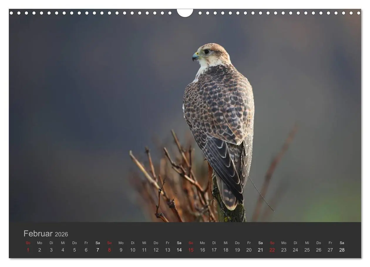 Bild: 9783516222838 | Die Beizjagd (Wandkalender 2026 DIN A3 quer), CALVENDO Monatskalender