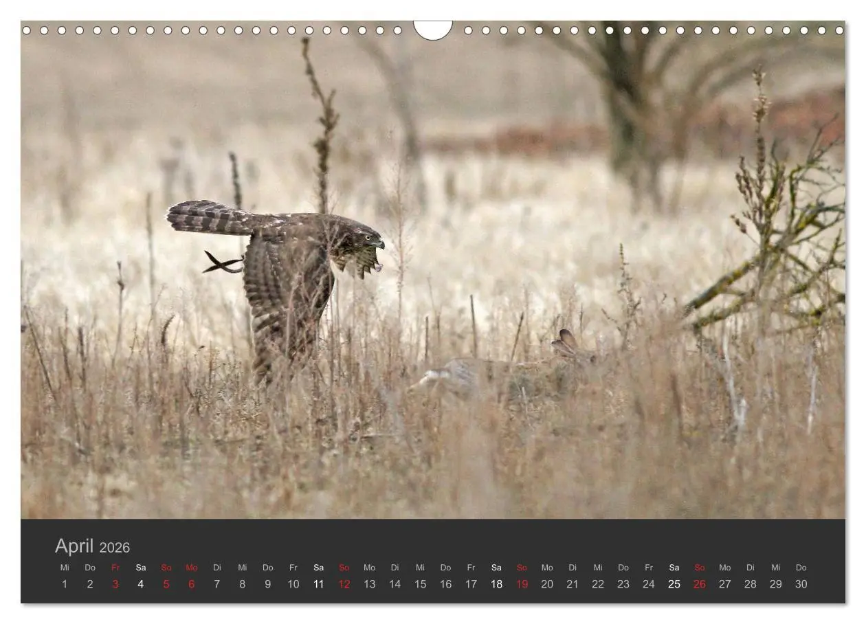 Bild: 9783516222838 | Die Beizjagd (Wandkalender 2026 DIN A3 quer), CALVENDO Monatskalender