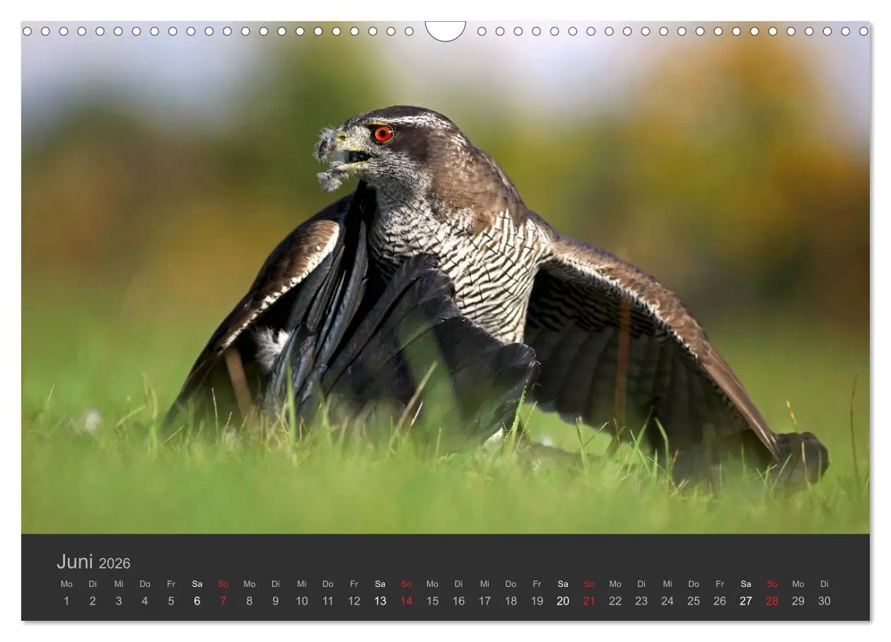 Bild: 9783516222838 | Die Beizjagd (Wandkalender 2026 DIN A3 quer), CALVENDO Monatskalender