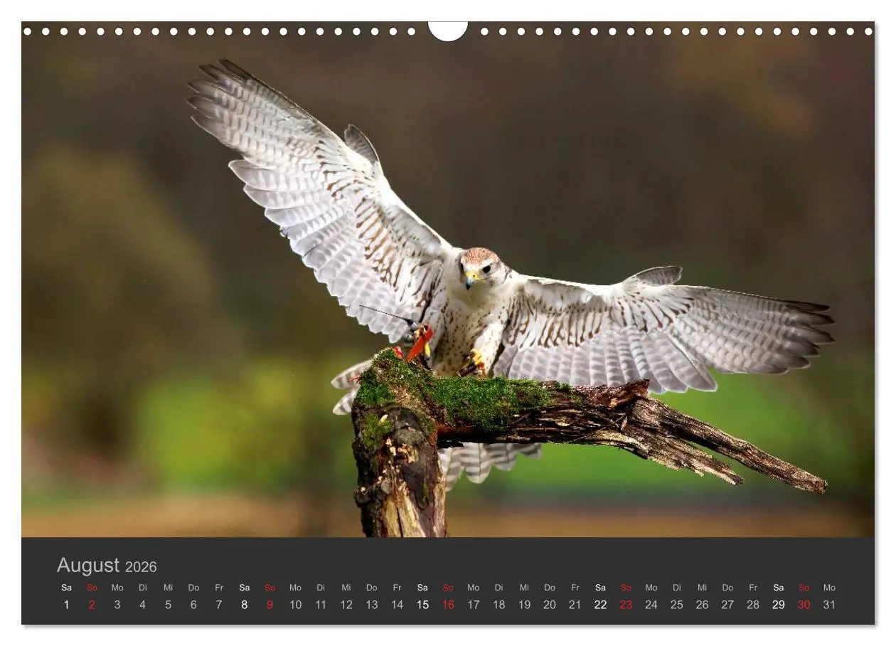Bild: 9783516222838 | Die Beizjagd (Wandkalender 2026 DIN A3 quer), CALVENDO Monatskalender