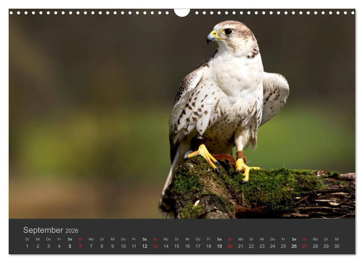 Bild: 9783516222838 | Die Beizjagd (Wandkalender 2026 DIN A3 quer), CALVENDO Monatskalender