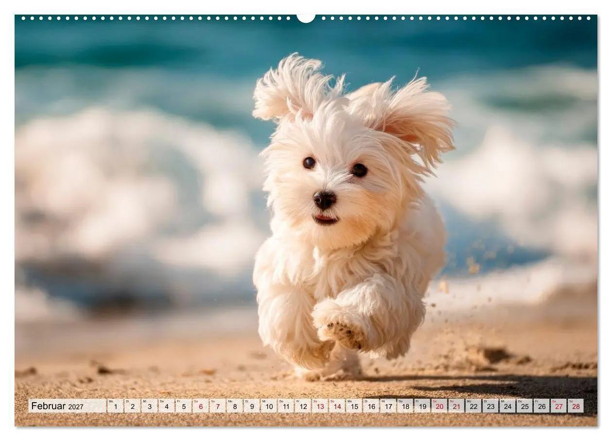 Bild: 9783594372838 | Malteser - Hunde mit Herz und Charme (hochwertiger Premium...