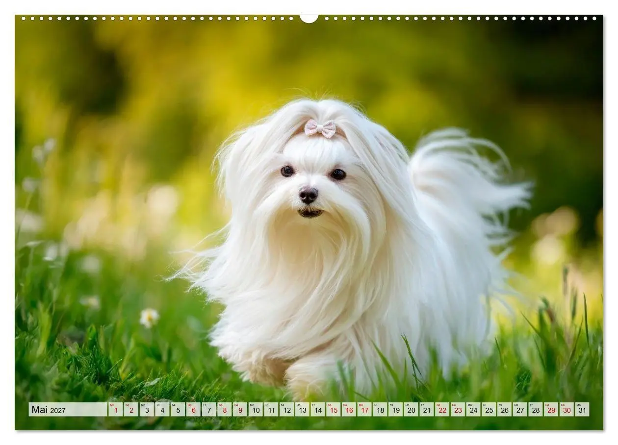 Bild: 9783594372838 | Malteser - Hunde mit Herz und Charme (hochwertiger Premium...