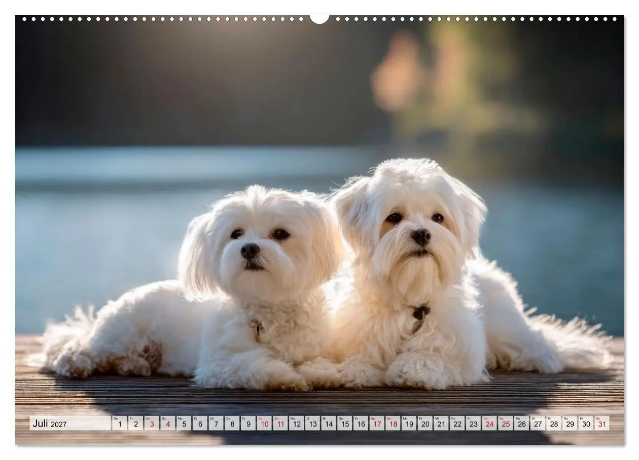 Bild: 9783594372838 | Malteser - Hunde mit Herz und Charme (hochwertiger Premium...