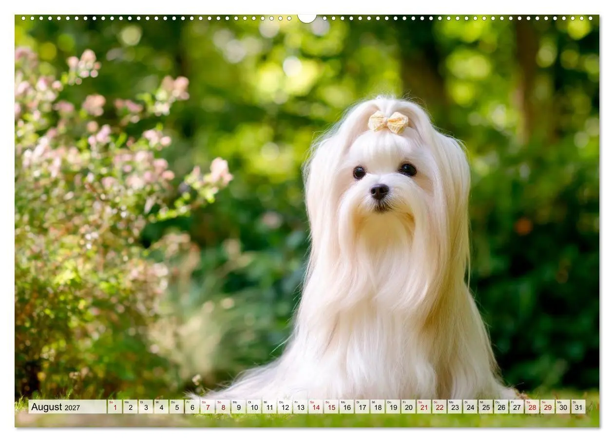 Bild: 9783594372838 | Malteser - Hunde mit Herz und Charme (hochwertiger Premium...