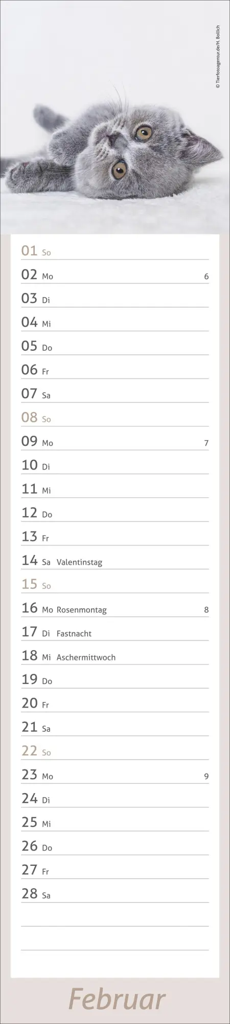 Bild: 9783756412938 | times&amp;more Katzen Langplaner 2026 | Heye | Kalender | Spiralbindung