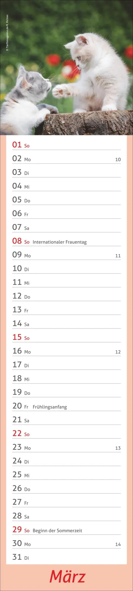 Bild: 9783756412938 | times&amp;more Katzen Langplaner 2026 | Heye | Kalender | Spiralbindung
