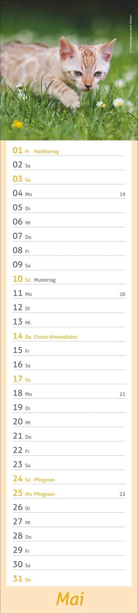 Bild: 9783756412938 | times&amp;more Katzen Langplaner 2026 | Heye | Kalender | Spiralbindung