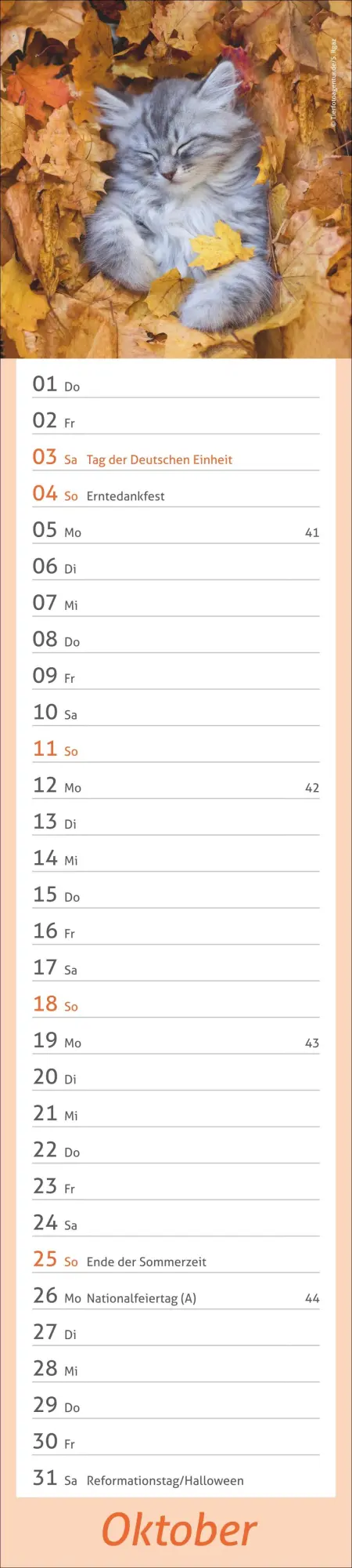 Bild: 9783756412938 | times&amp;more Katzen Langplaner 2026 | Heye | Kalender | Spiralbindung