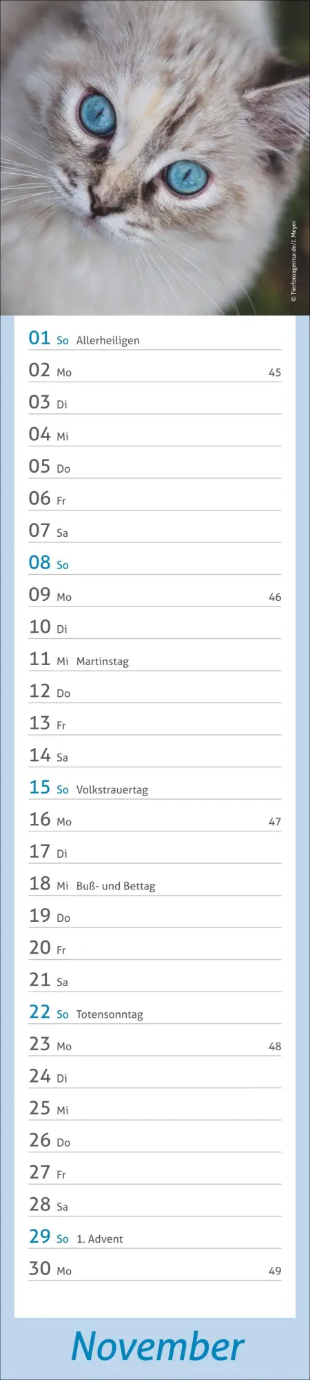 Bild: 9783756412938 | times&amp;more Katzen Langplaner 2026 | Heye | Kalender | Spiralbindung