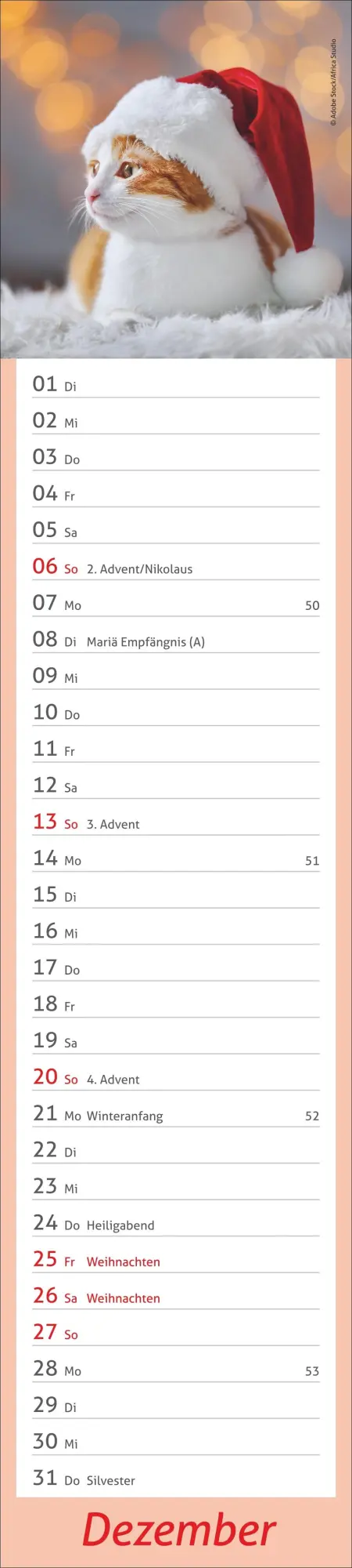 Bild: 9783756412938 | times&amp;more Katzen Langplaner 2026 | Heye | Kalender | Spiralbindung