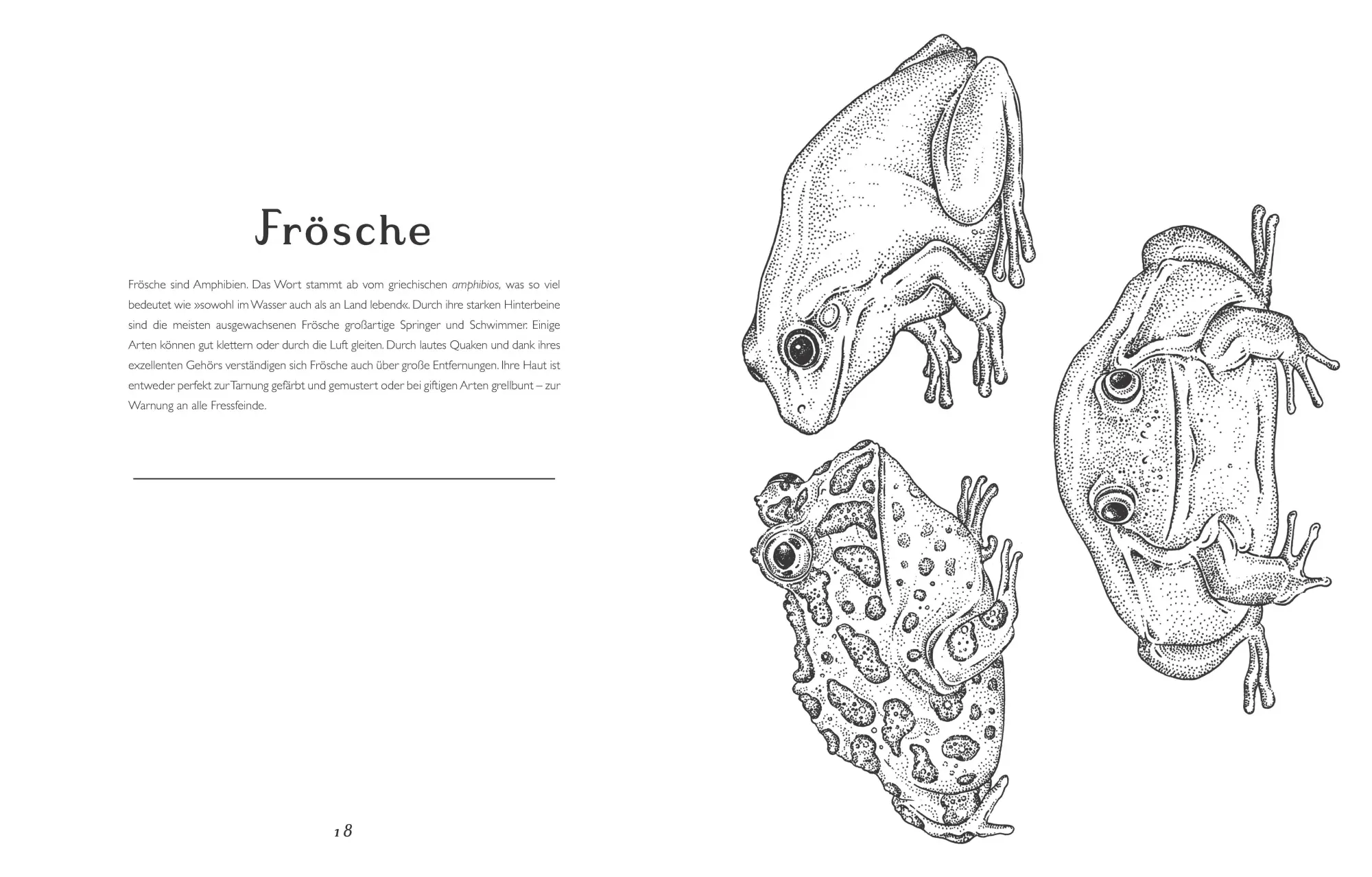 Bild: 9783791372938 | Das Museum der Tiere. Mein Malbuch | Eintritt frei! | Katie Scott