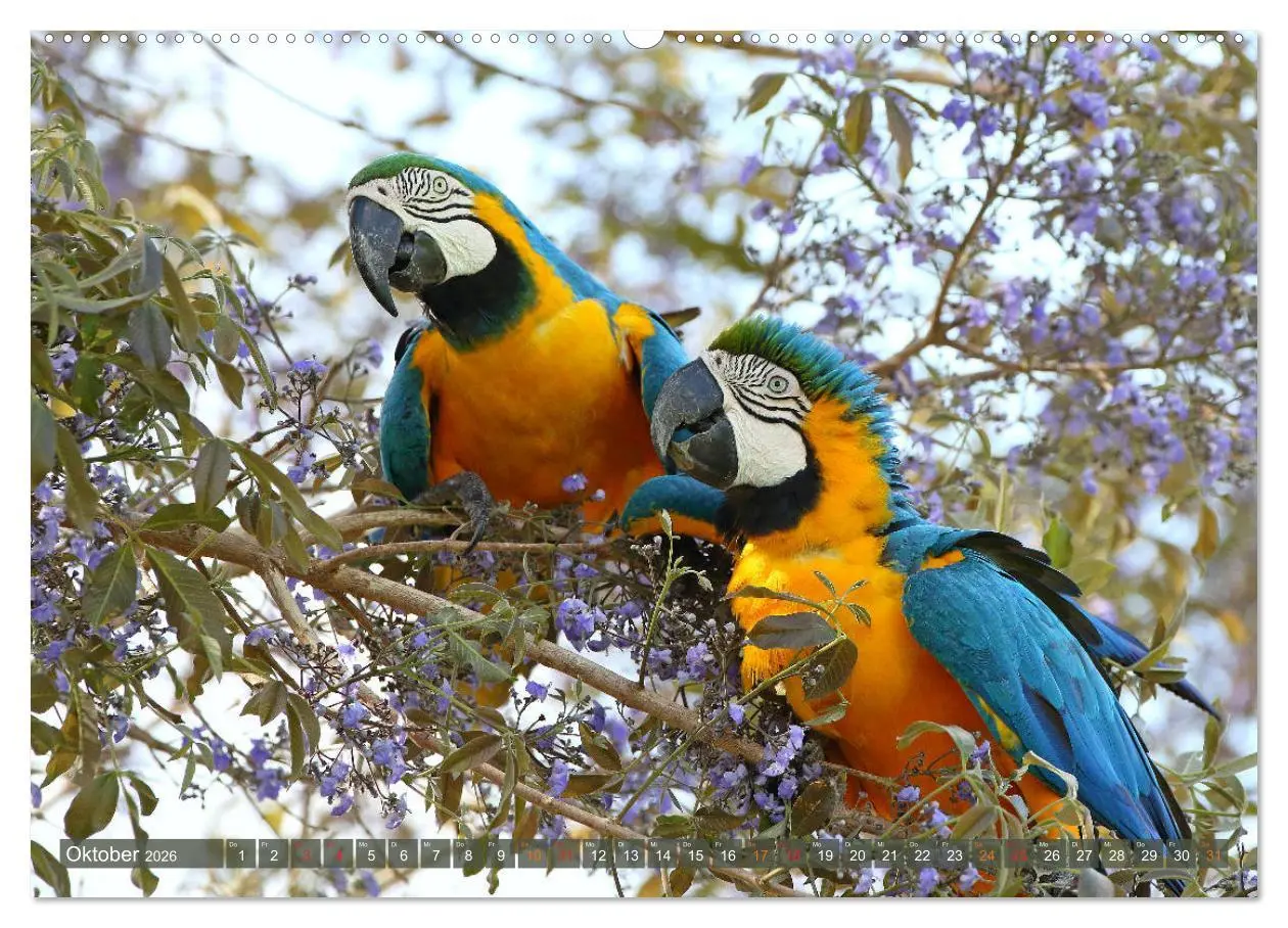 Bild: 9783457703038 | Aras im Pantanal (hochwertiger Premium Wandkalender 2026 DIN A2...