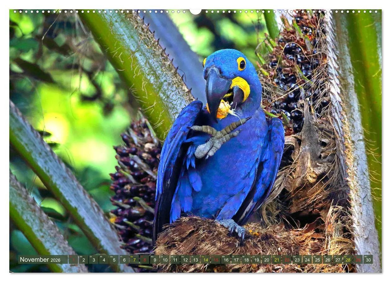 Bild: 9783457703038 | Aras im Pantanal (hochwertiger Premium Wandkalender 2026 DIN A2...