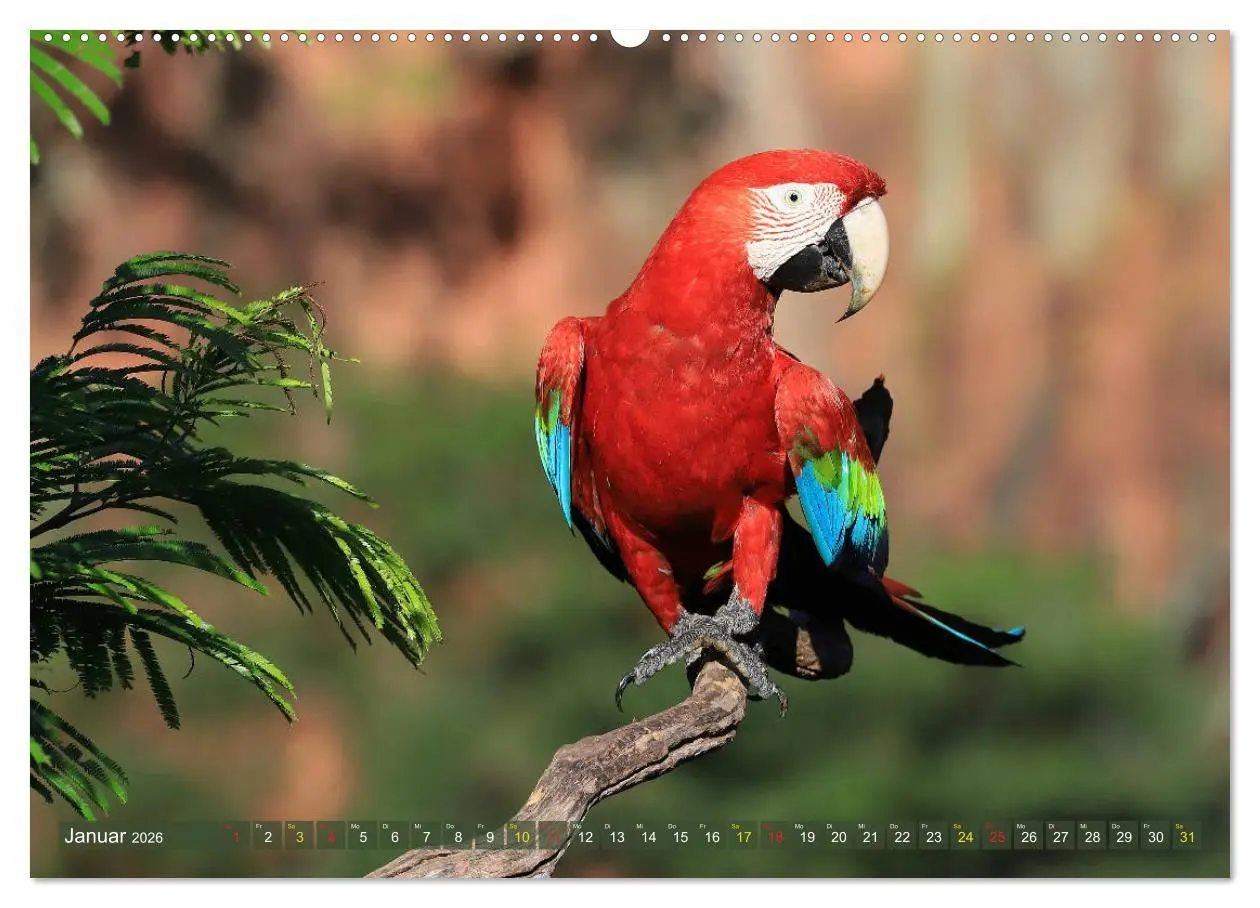 Bild: 9783457703038 | Aras im Pantanal (hochwertiger Premium Wandkalender 2026 DIN A2...