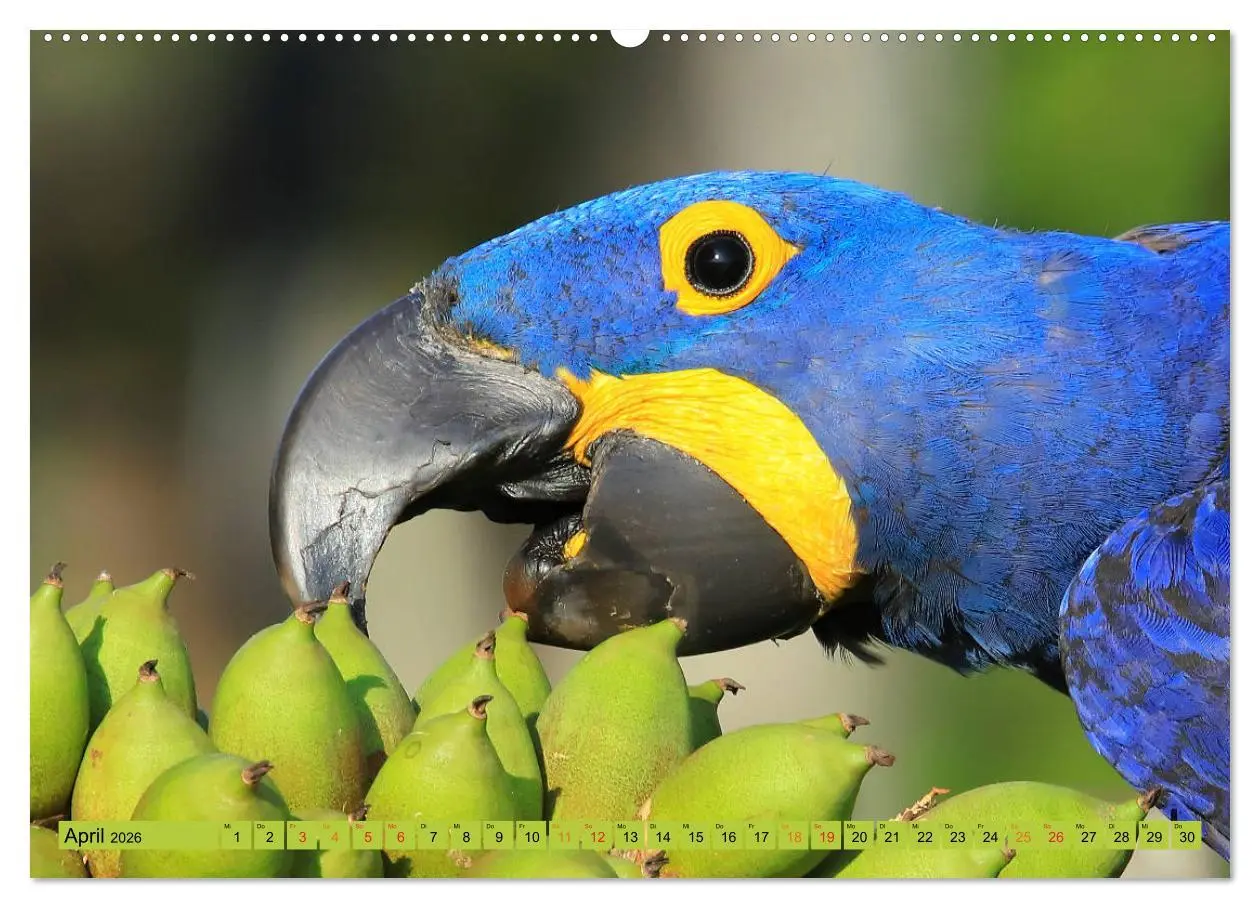 Bild: 9783457703038 | Aras im Pantanal (hochwertiger Premium Wandkalender 2026 DIN A2...