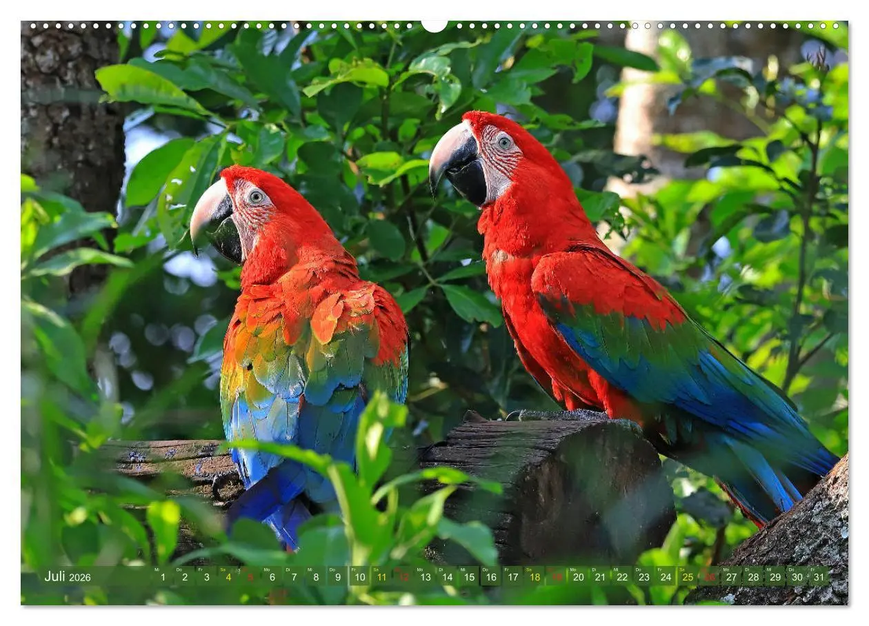 Bild: 9783457703038 | Aras im Pantanal (hochwertiger Premium Wandkalender 2026 DIN A2...