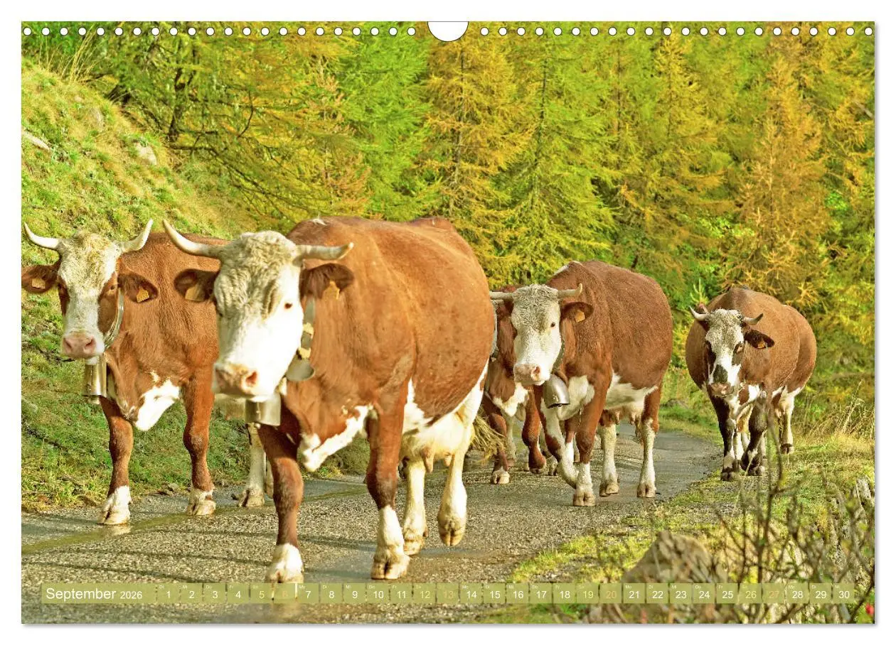 Bild: 9783457943038 | Kuh-Idylle: Suchen Sie die Ruhe in der Natur? (Wandkalender 2026...