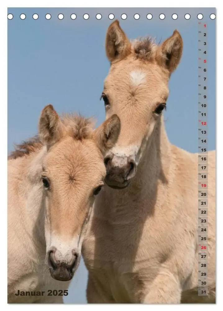Bild: 9783457003138 | Fohlen im Porträt (Tischkalender 2025 DIN A5 hoch), CALVENDO...