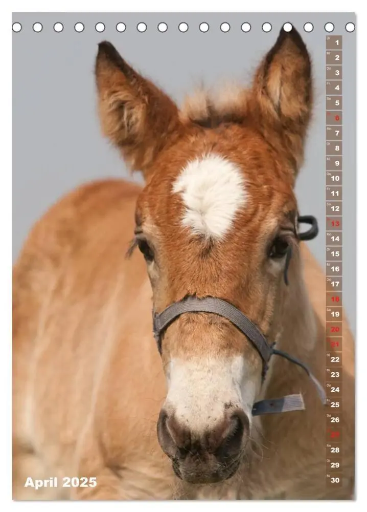Bild: 9783457003138 | Fohlen im Porträt (Tischkalender 2025 DIN A5 hoch), CALVENDO...