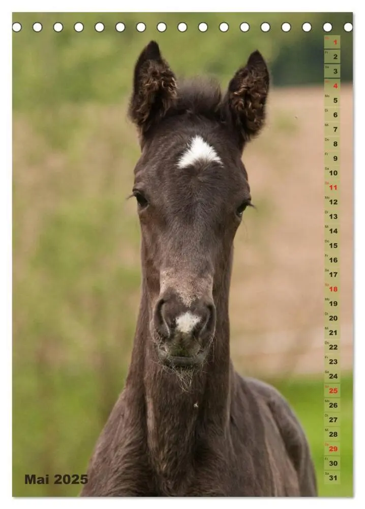 Bild: 9783457003138 | Fohlen im Porträt (Tischkalender 2025 DIN A5 hoch), CALVENDO...